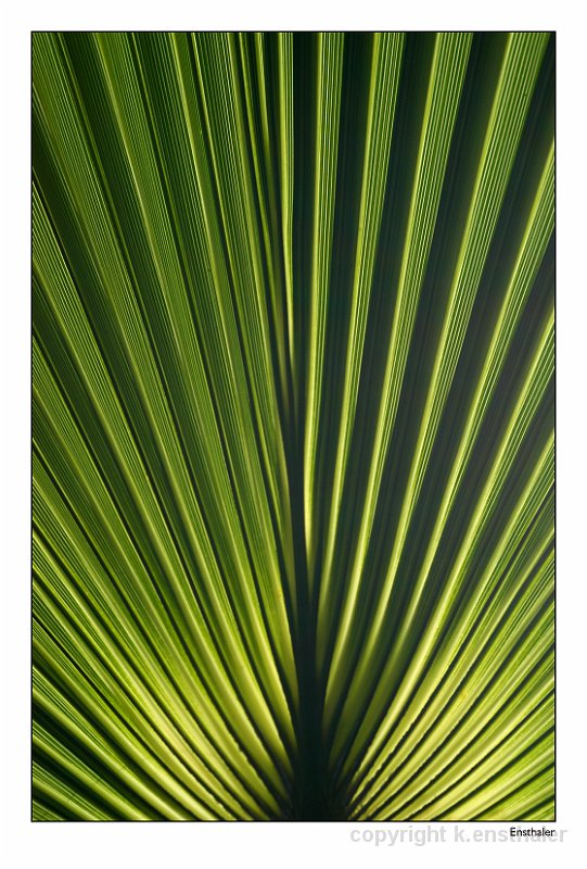 Palme 1